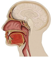 Respiración Oral Respiración Oral