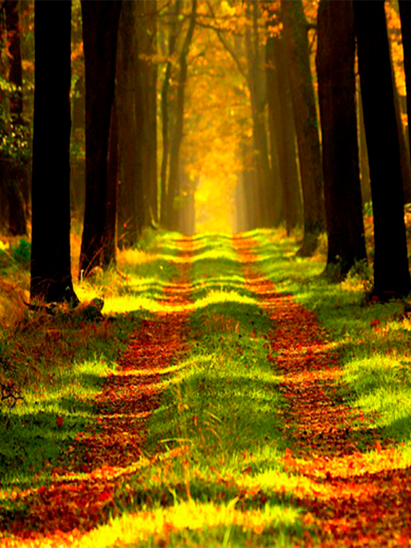 SONIDOS DE NATURALEZA SONIDOS DE NATURALEZA